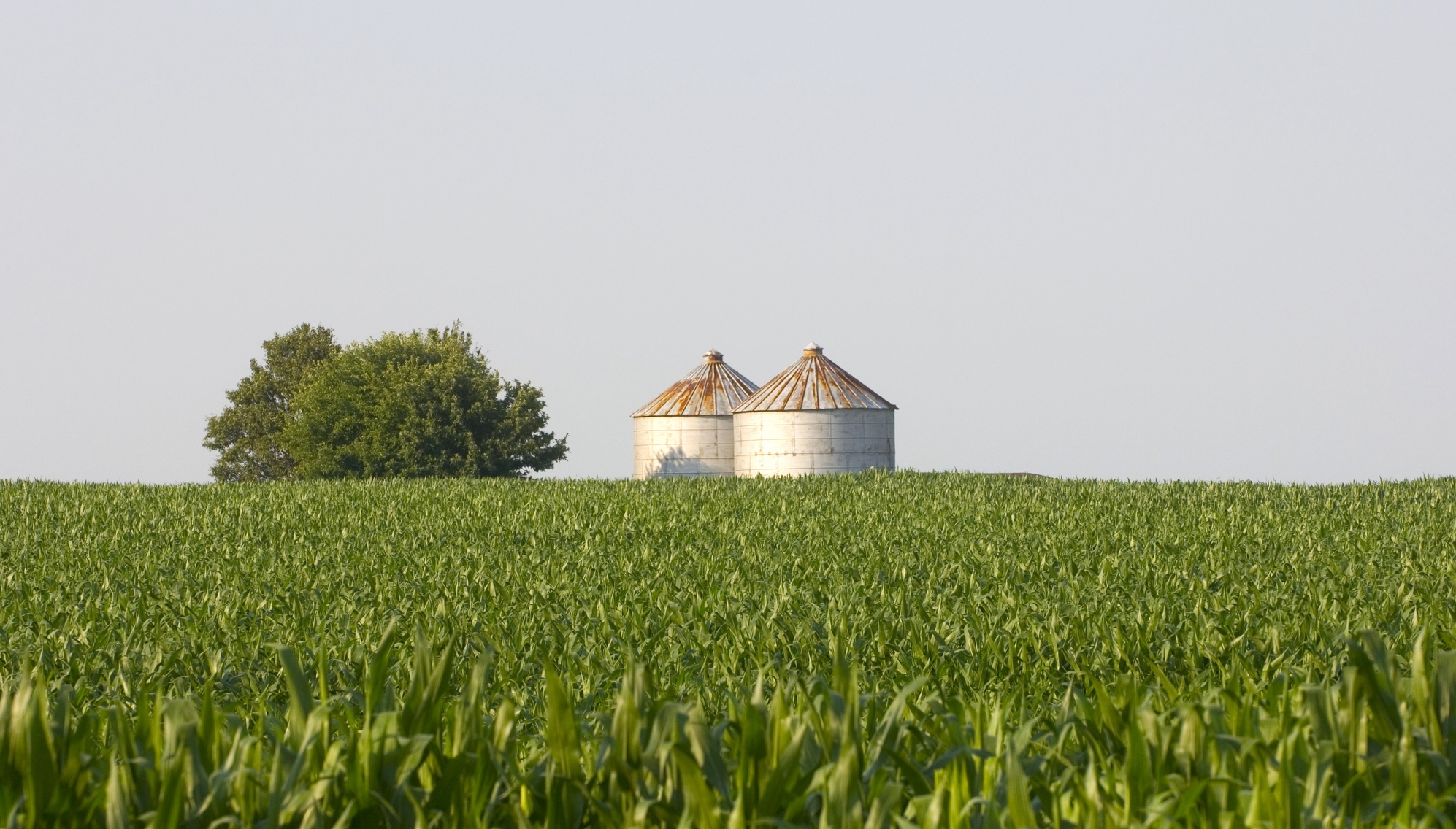 A grain bin is visible in the distance over this corn field